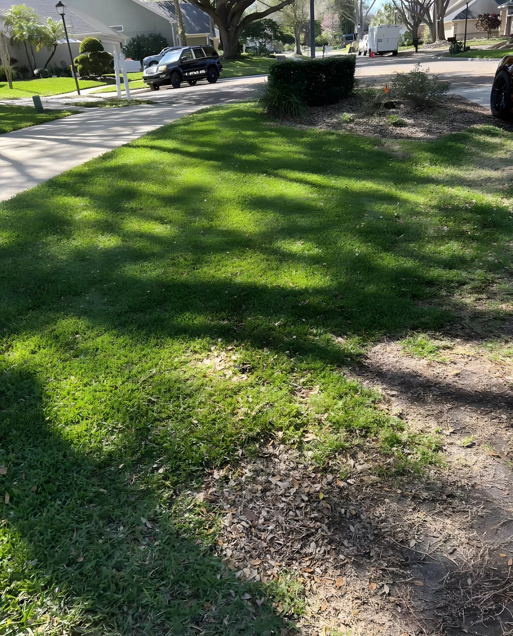 Freshly mowed lawn in the shade of oak trees