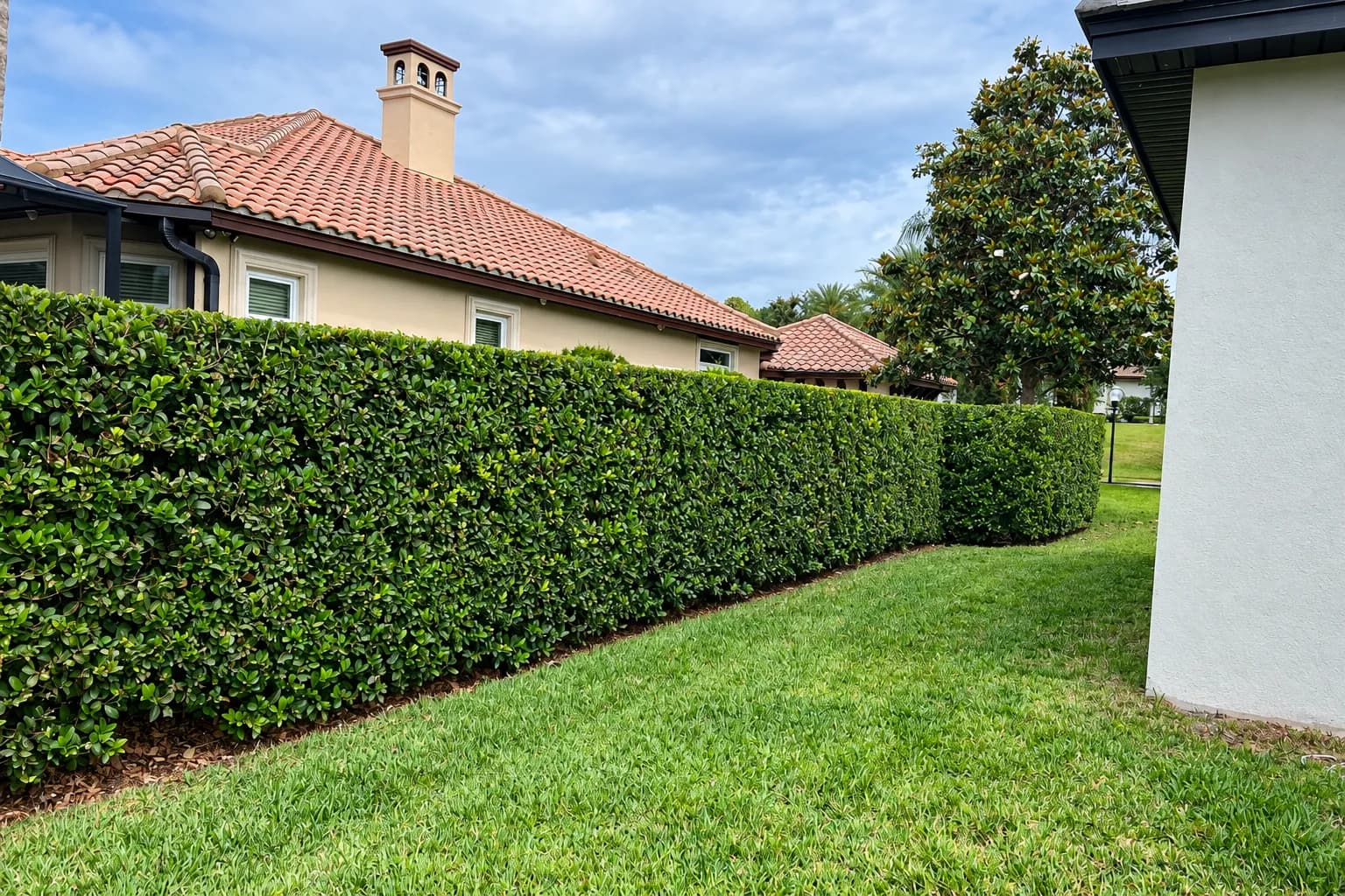 Tall trimmed hedge along a tile-roof home